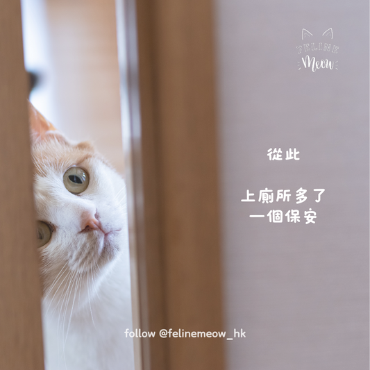 你們家都有隻可愛貓保安嗎?☺️