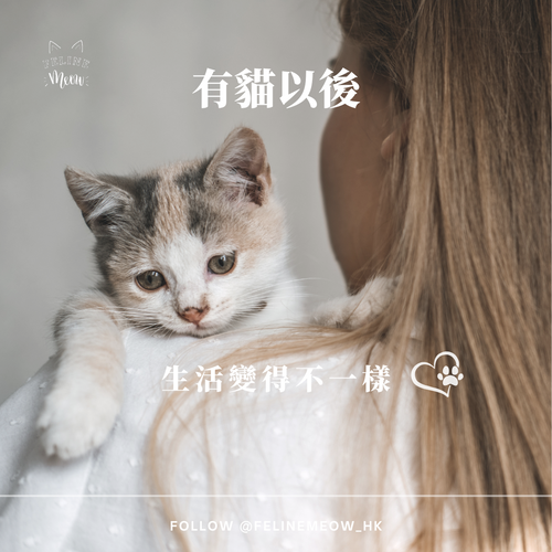 有貓以後,生活變得不一樣