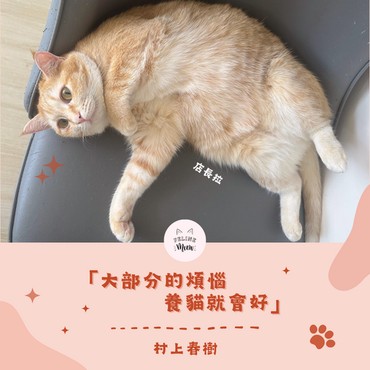 所有煩惱一律建議養貓🐱
