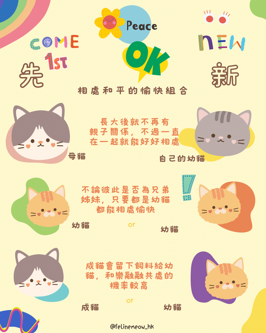 加貓注意事項:相處和平的愉快/不愉快組合