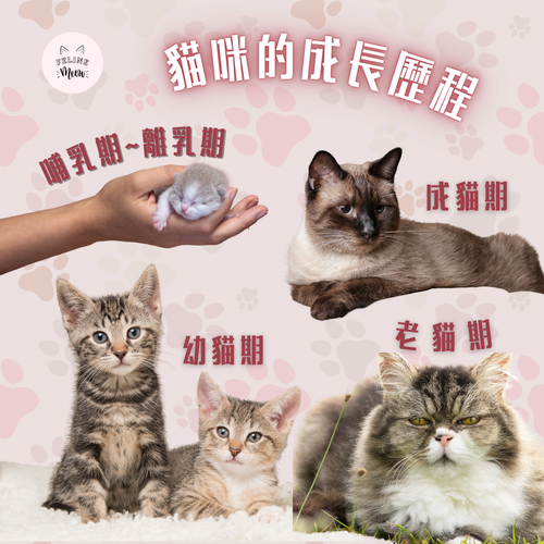 🐱貓咪的成長歷程